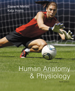 human anatomy 8th edition marieb